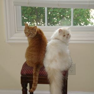 Meet your Posher, Debbie